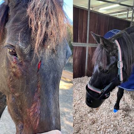 Helmaufkleber GROß Reiten